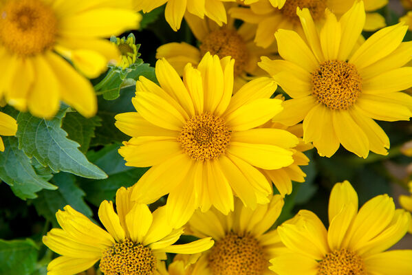 Heliopsis Oriole™ Yellow