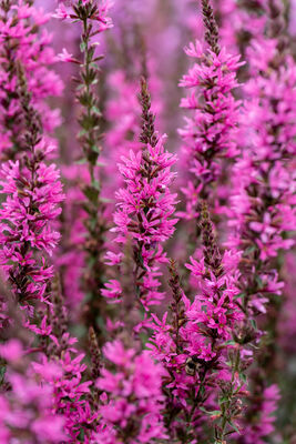 Lythrum Luminara™ Hot Pink