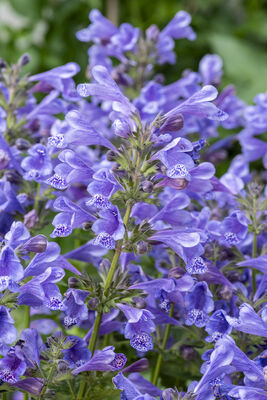 Nepeta Blue Planet™