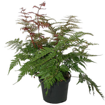 Dryopteris erythrosora var. koidzumiana