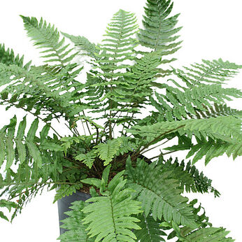 Dryopteris cycadina