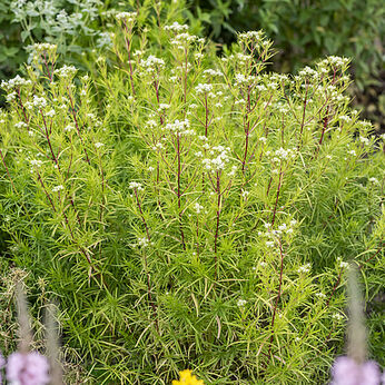 Pycnanthemum flexuosum