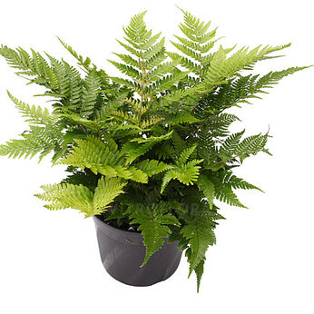 Champions Wood Fern