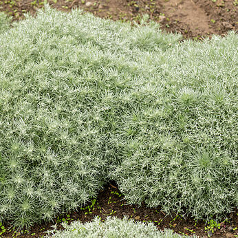 Artemisia - Vitroflora