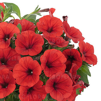 Sweetunia™ Red