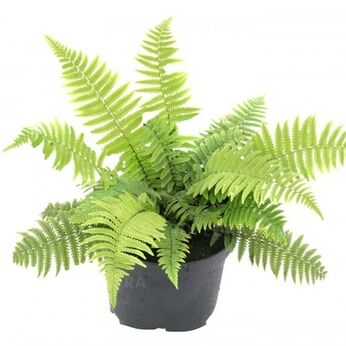 Kurata's Fern