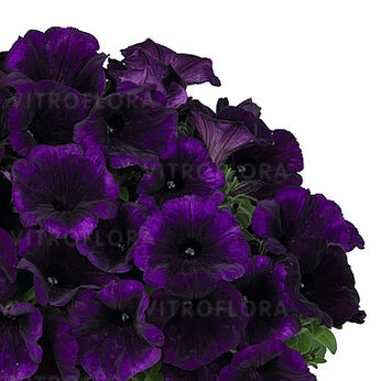 Sweetunia™ Lilac (Potunia™ Plus)