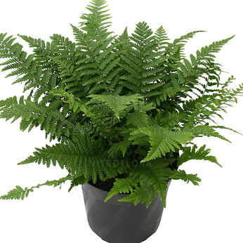 Mexican Male Fern