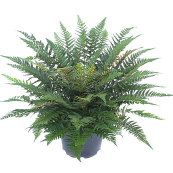 Polystichum tsus-simense