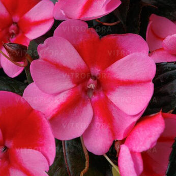 SunPatiens® Red Candy