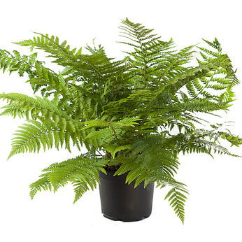 Male Fern