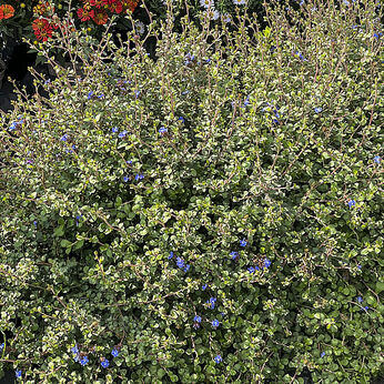 Ceratostigma griffithii