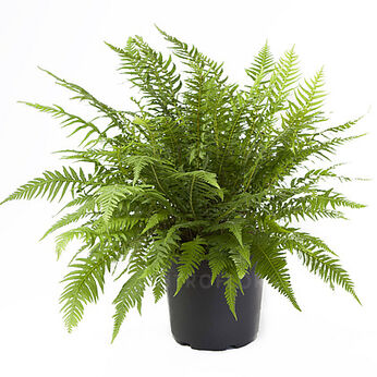 Winged beech fern / Japanese beech fern