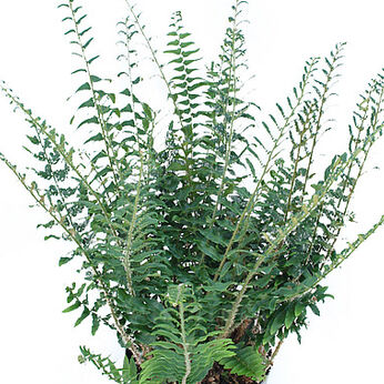 Christmas Fern