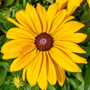 Sunbeckia® Paulina