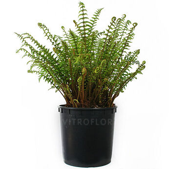 Dryopteris affinis