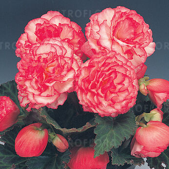 Nonstop Rose Petticoat