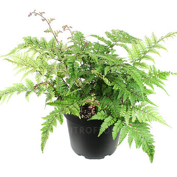 Okanum (Eared Lady Fern)