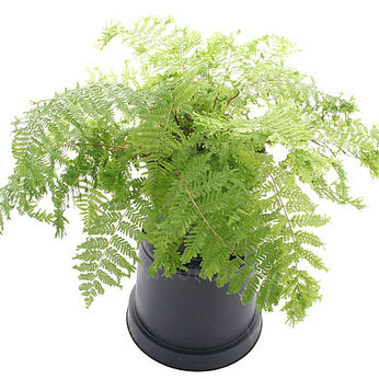 Vernoniaea Cristatum (Crested Lady Fern)