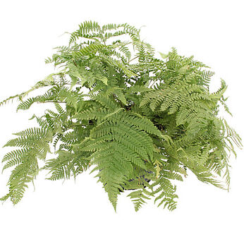 Dryopteris stewartii