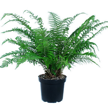 Dahlem (Soft Shield Fern)