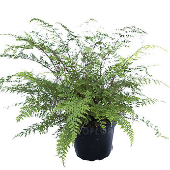 Athyrium minimum (Dainty Lady Fern)