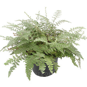 Hairy Lip Fern