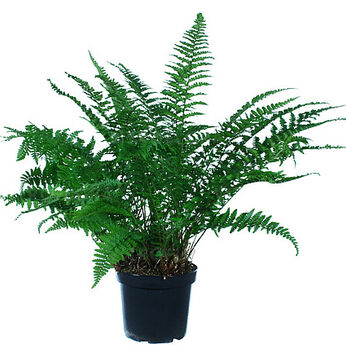 Barne’s Male Fern