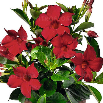 Flordenia Red