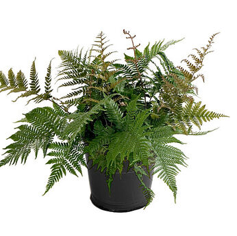 Dryopteris erythrosora