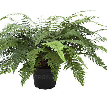 Yunnan Holly Fern