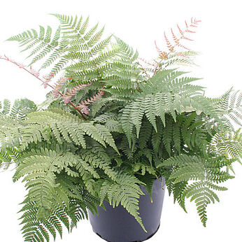 Compact (Compact Autumn Fern)