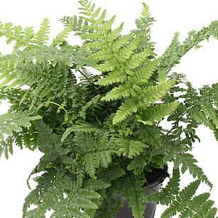 Remote Wood Fern