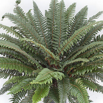 Asian Saber Fern / Long Eared Holly Fern