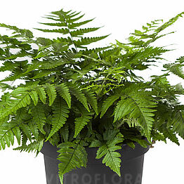 Korean Mountain Fern