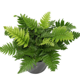 Rigid or Prickly Holly Fern