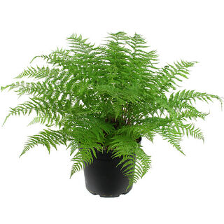 Athyrium filix-femina (Lady Fern)